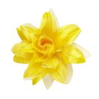 Tropisk Hårblomst Gul