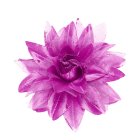 Tropisk Hårblomst Pink/Lyserød