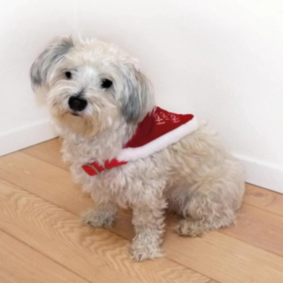Ho Ho Ho Hundeskærf